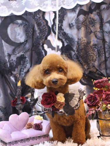 20231021シェリーくん